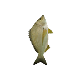 Рыба на спину - №73428
