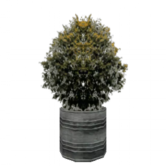 Растение в горшке 1 - №75556