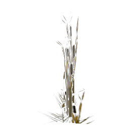 Пряные травы (саженец) - №32751