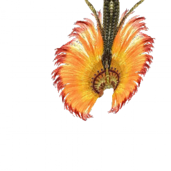 Венец из перьев - №34573