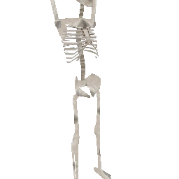 Анимированный скелет (объект) - №34364