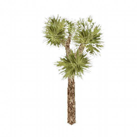 Небольшое тропическое дерево - №68488